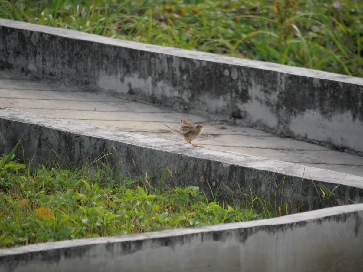 Plain Prinia - ML646827166