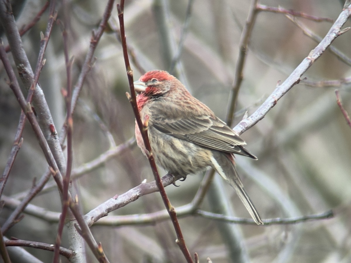 メキシコマシコ - ML646827168