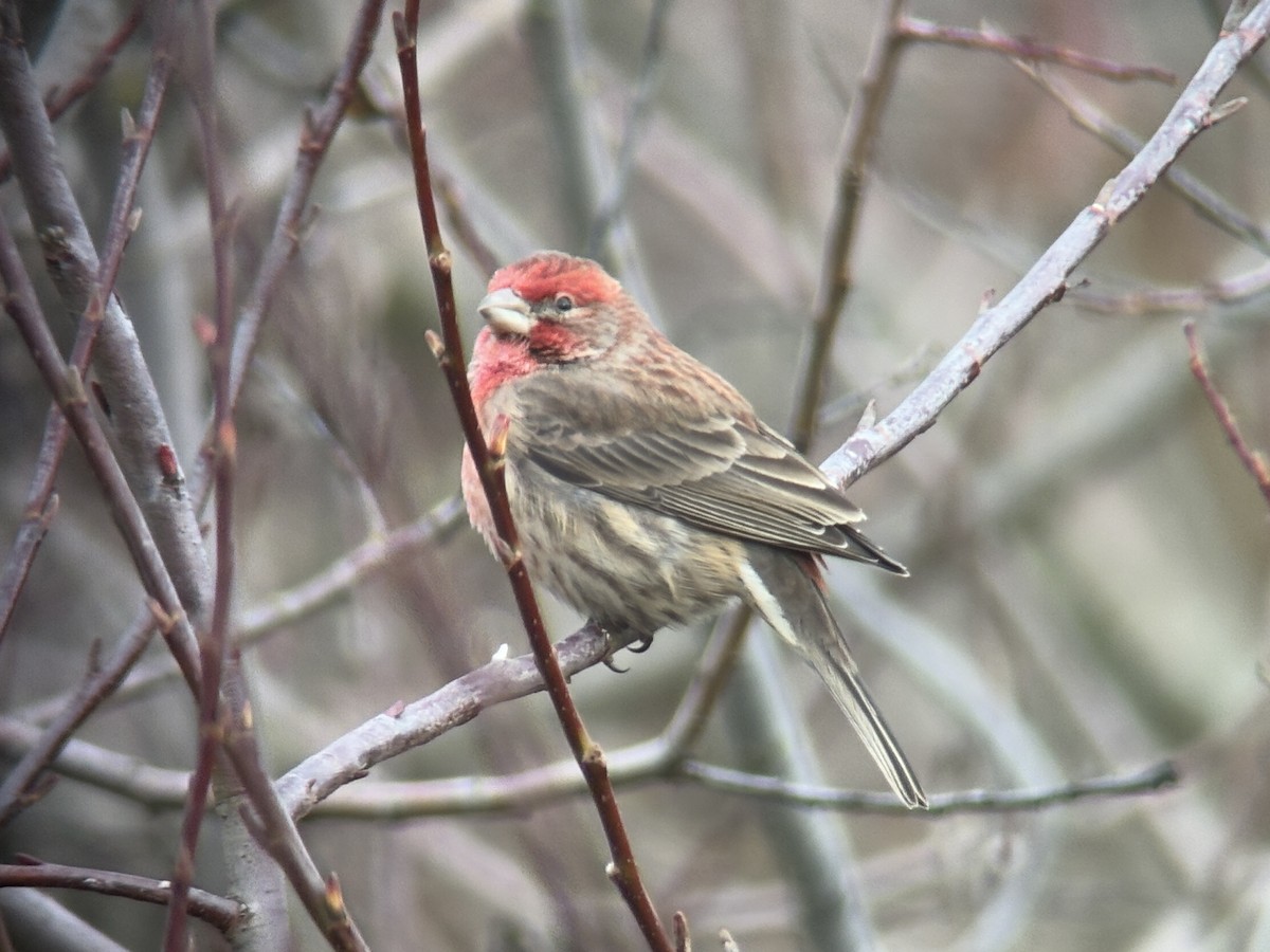 メキシコマシコ - ML646827169