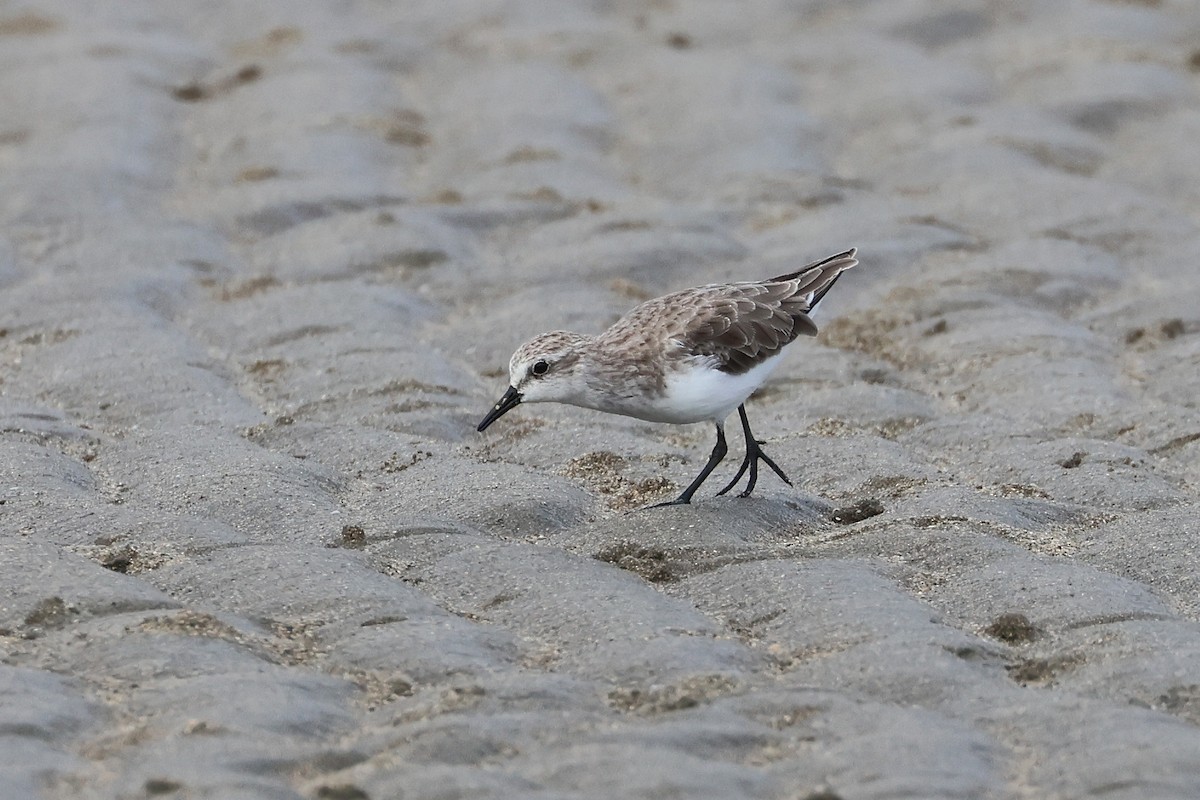 紅胸濱鷸 - ML646827171