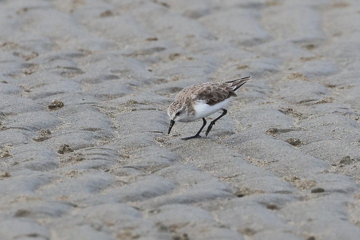 紅胸濱鷸 - ML646827172