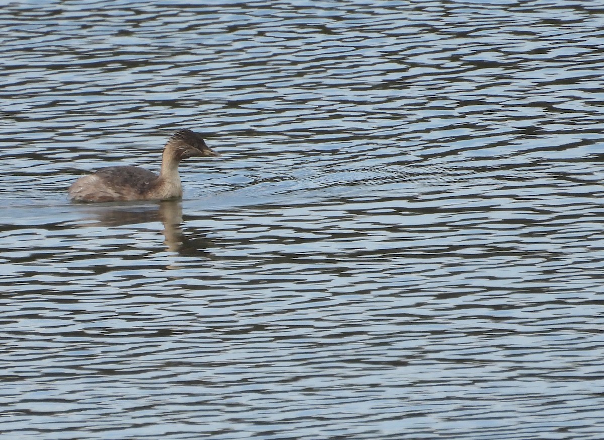 Zampullín Canoso - ML646827174