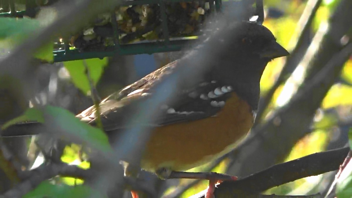 Spotted Towhee - ML646827175