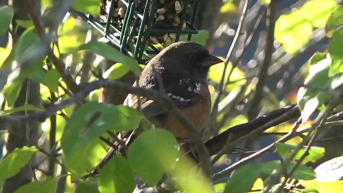 Spotted Towhee - ML646827176