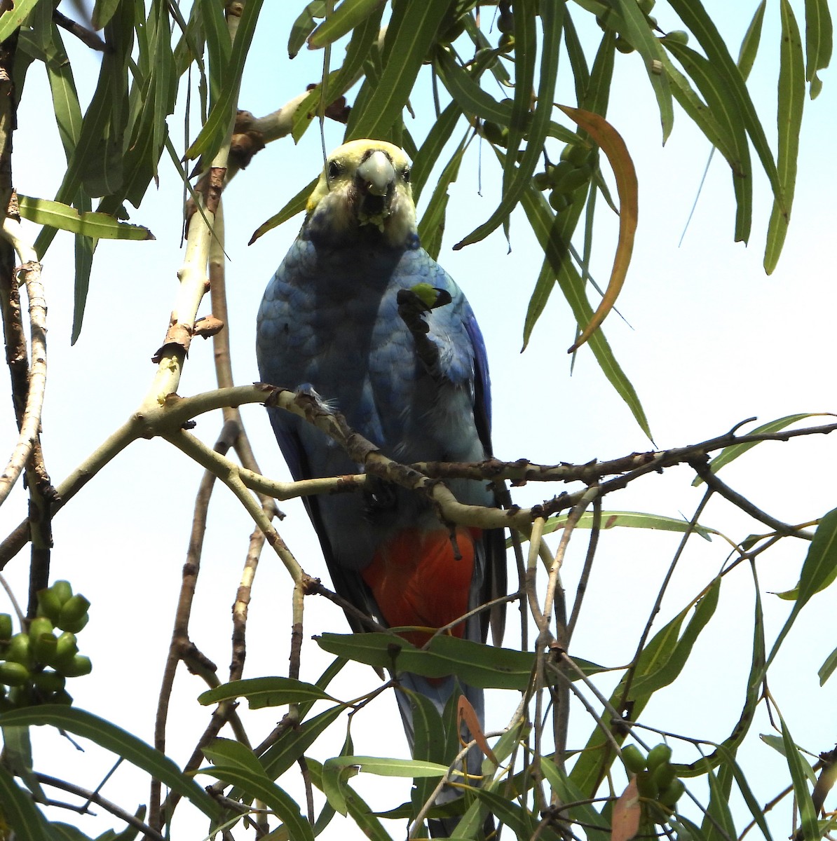 ホオアオサメクサインコ - ML646827179
