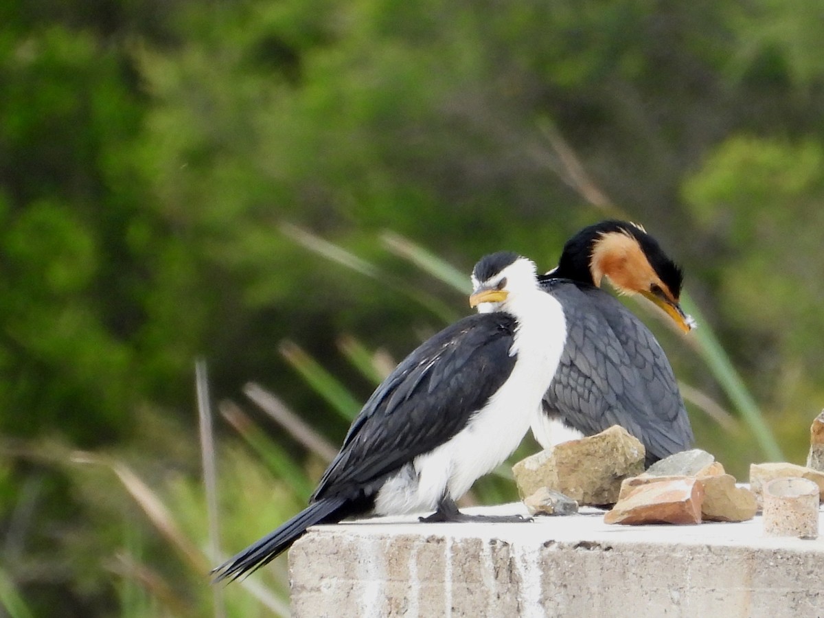 シロハラコビトウ - ML646827181