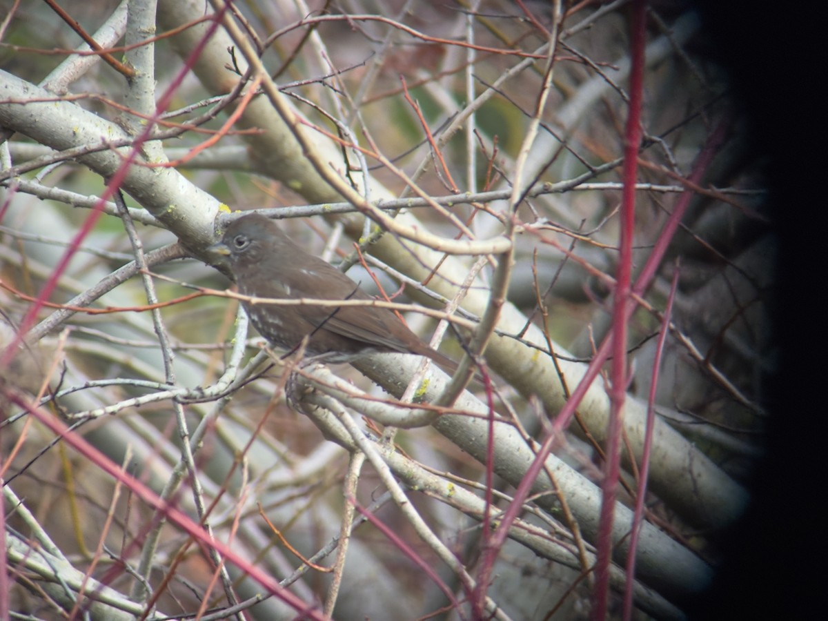 ゴマフスズメ - ML646827182