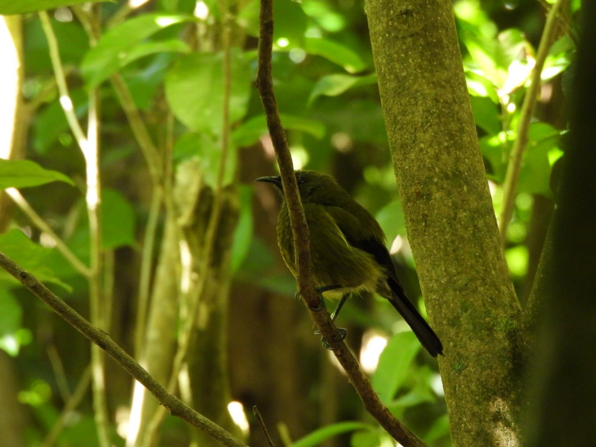 New Zealand Bellbird - ML646827186