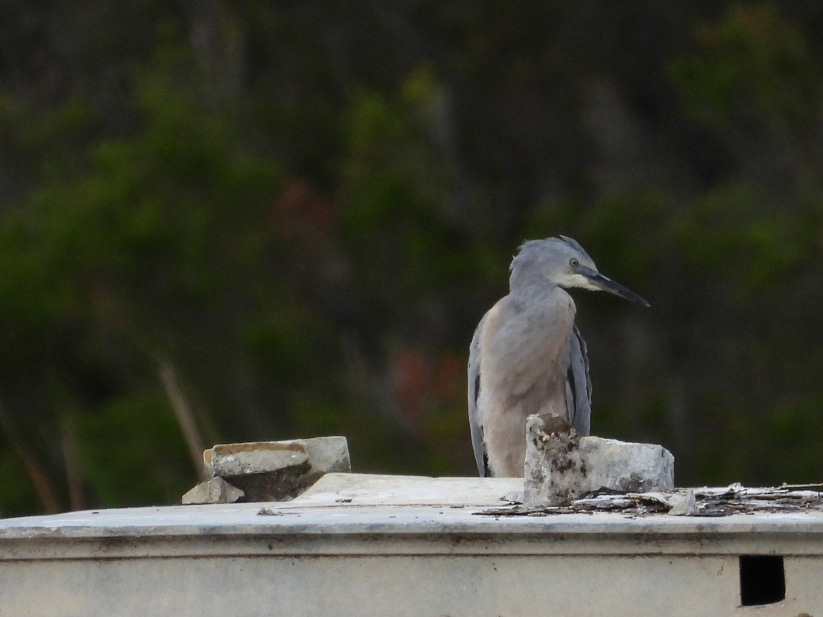 カオジロサギ - ML646827187