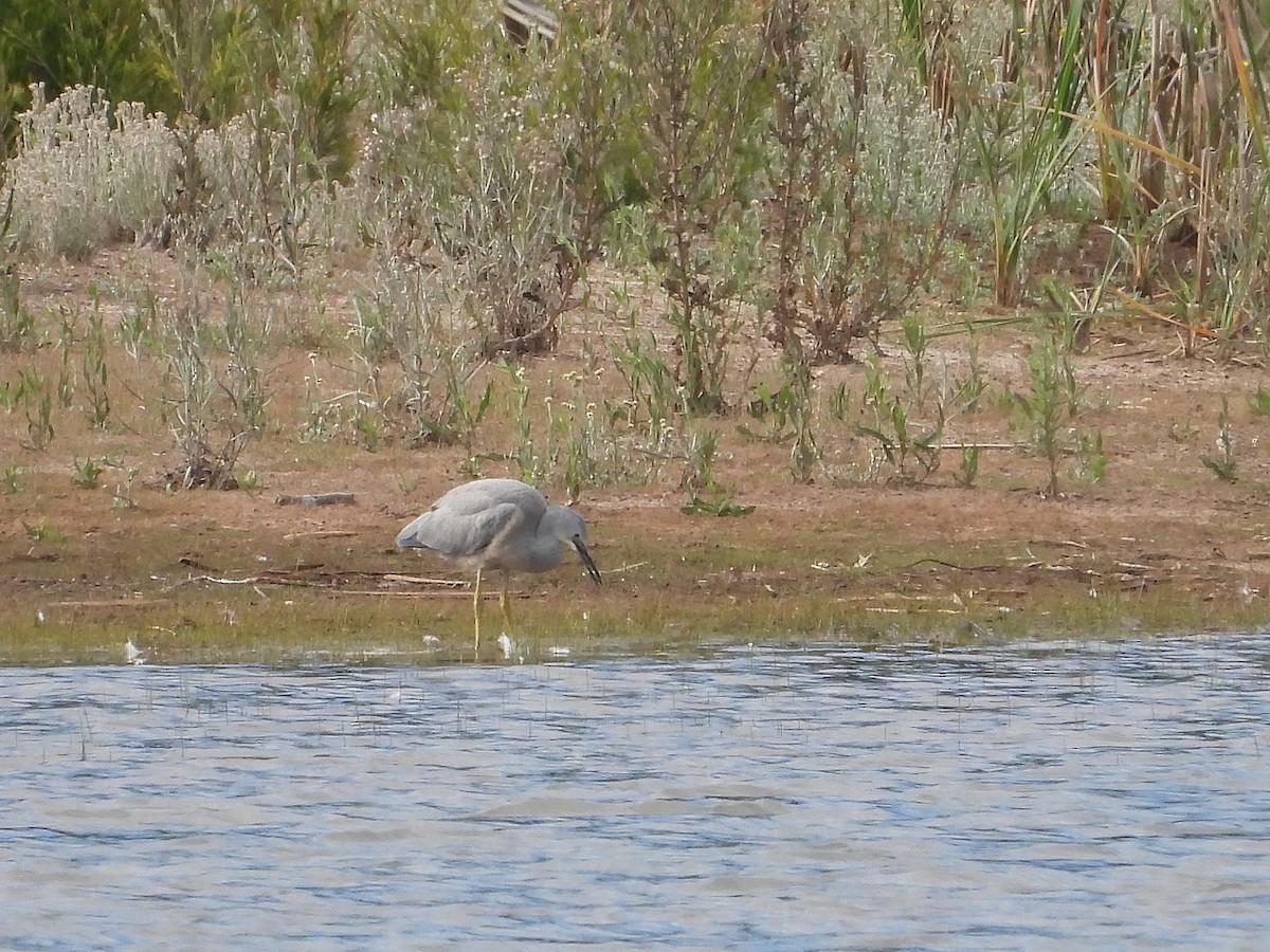 カオジロサギ - ML646827188