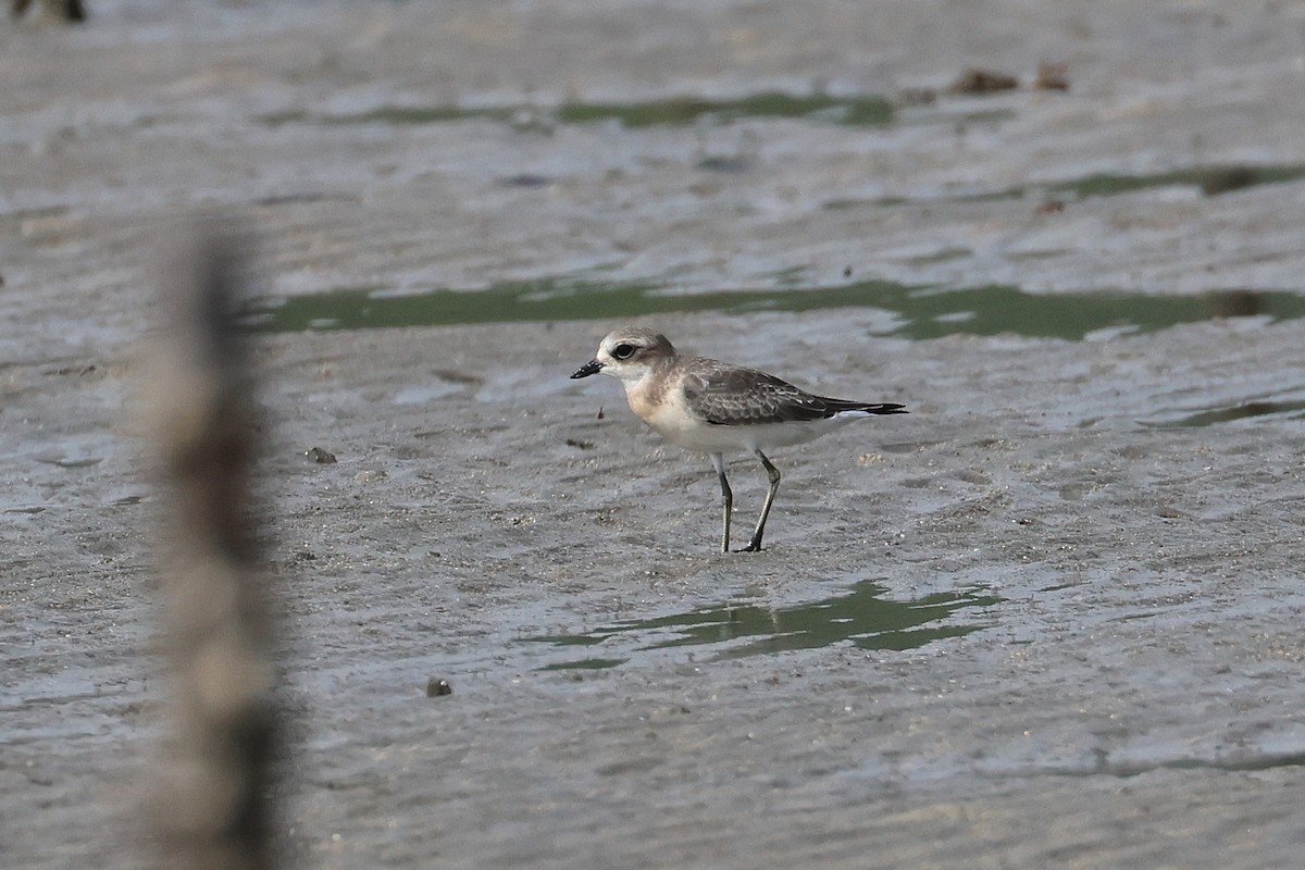 Txirritxo mongoliarra - ML646827189