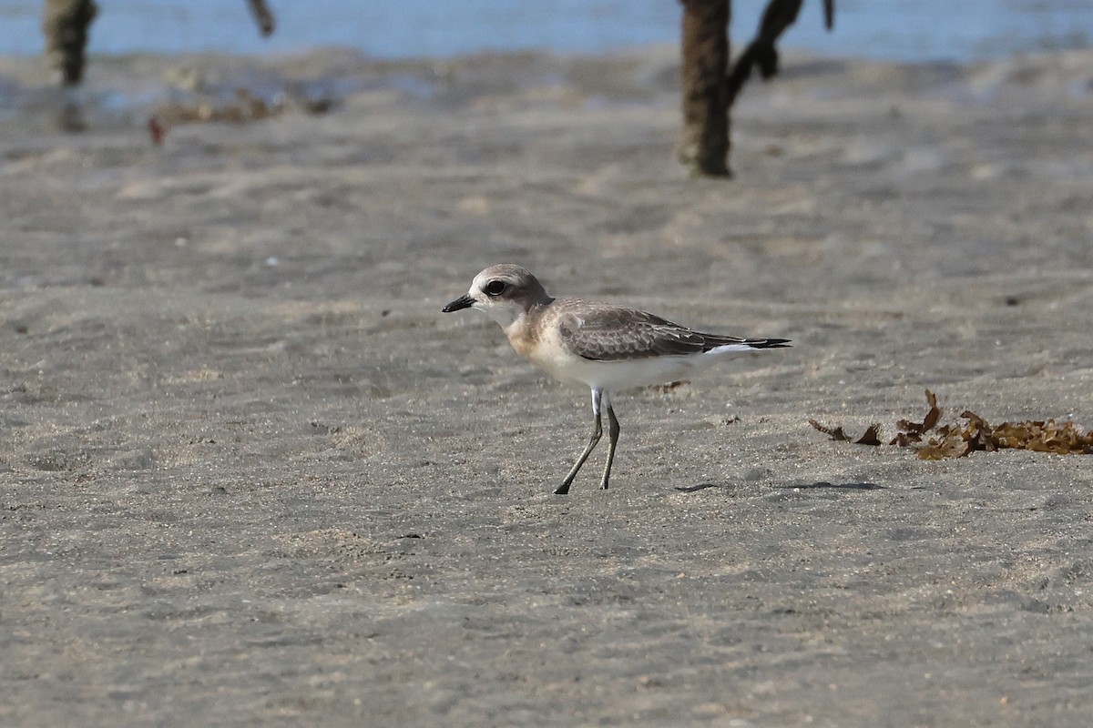 Txirritxo mongoliarra - ML646827190