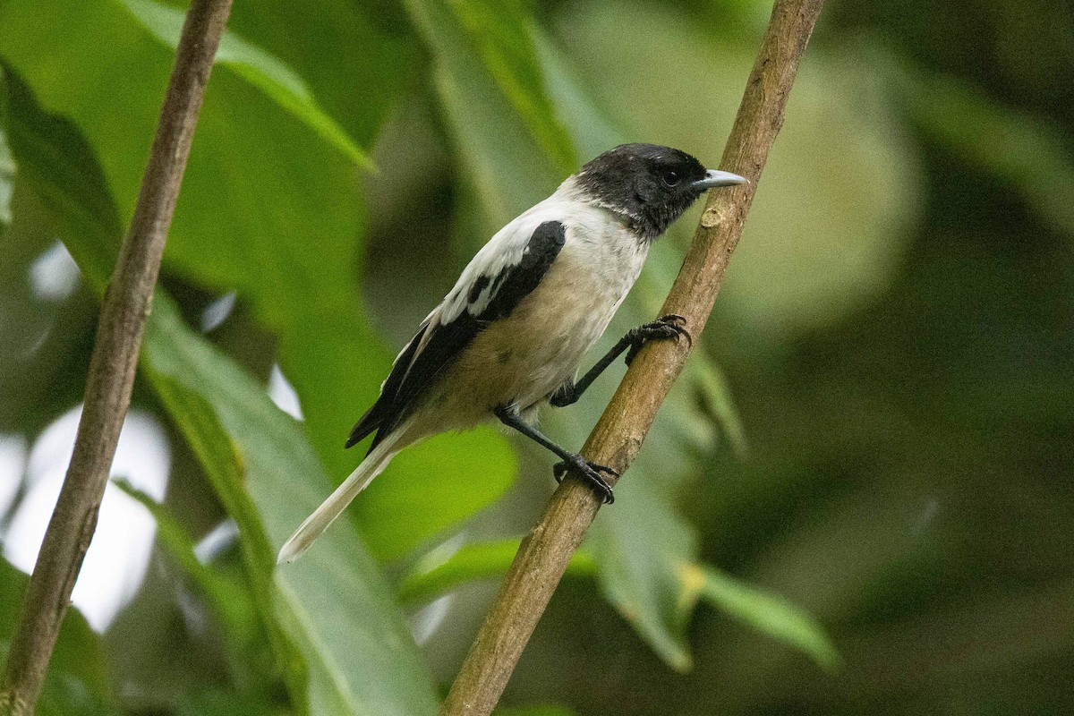 Marquesan Monarch - ML646827191