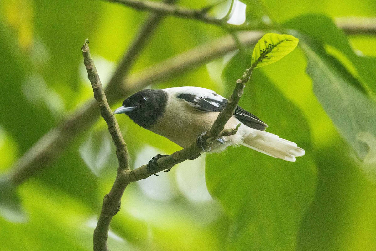 Marquesan Monarch - ML646827192