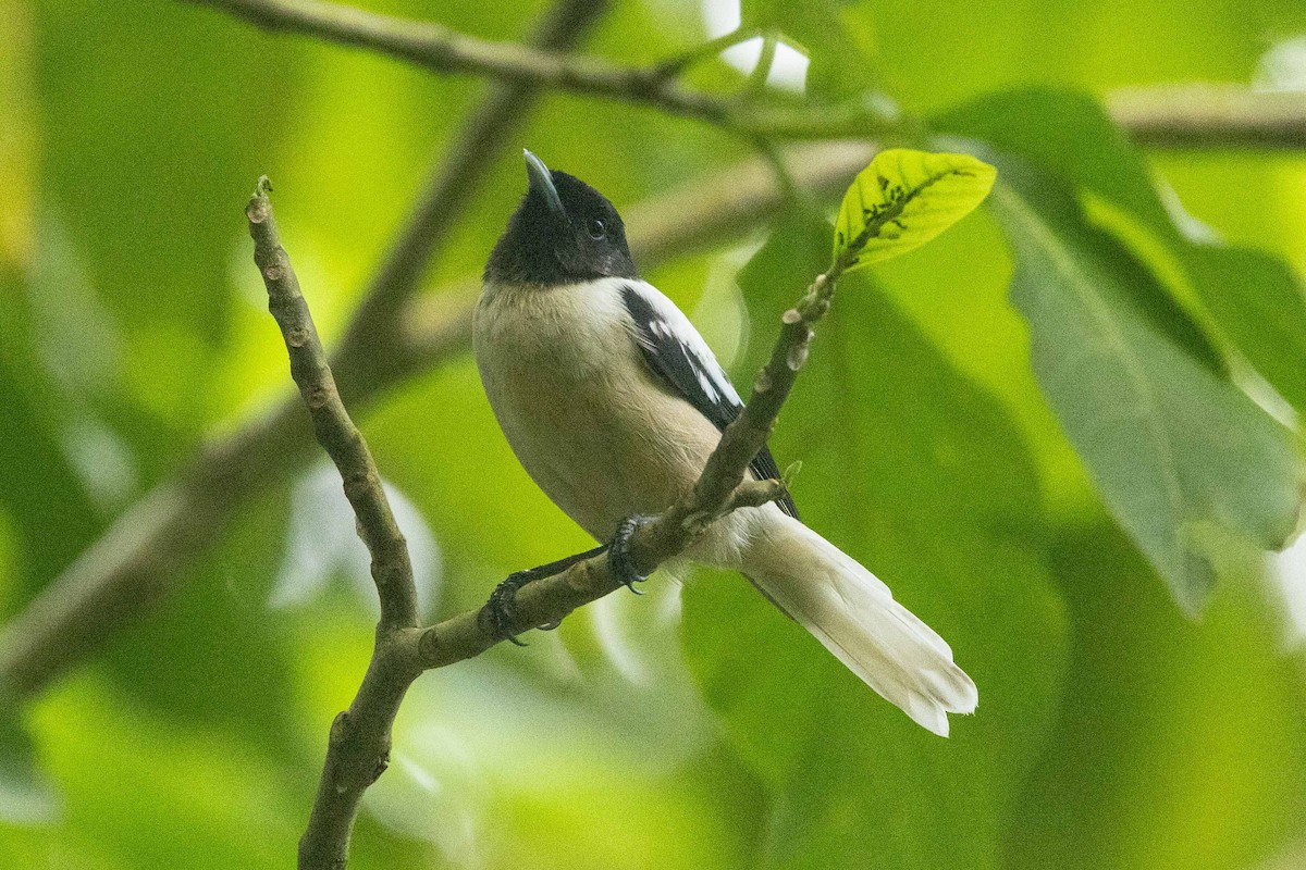 Marquesan Monarch - ML646827193