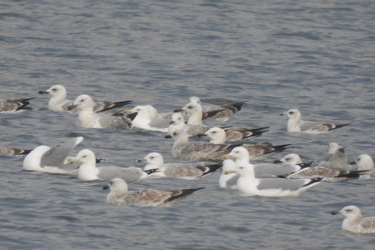 Möwe, unbestimmt - ML646827194