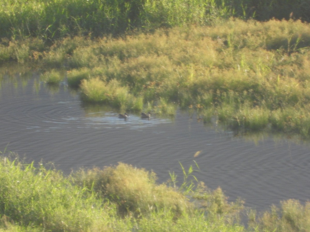 Mestolone - ML646827195