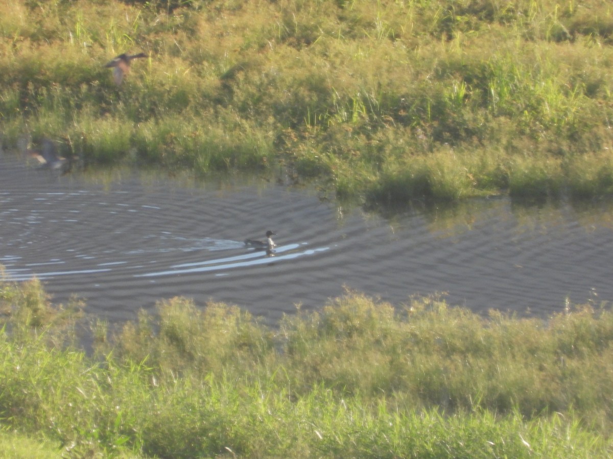 Codone - ML646827196