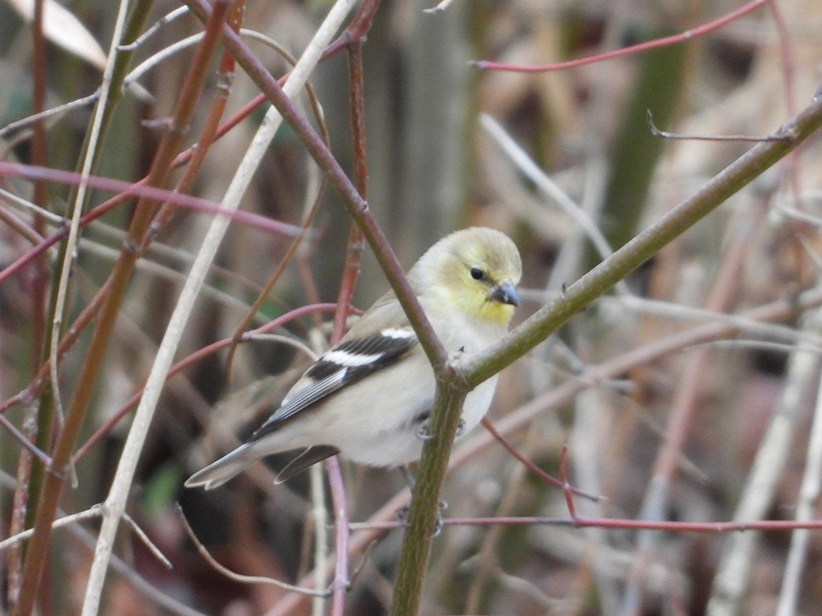 オウゴンヒワ - ML646827197