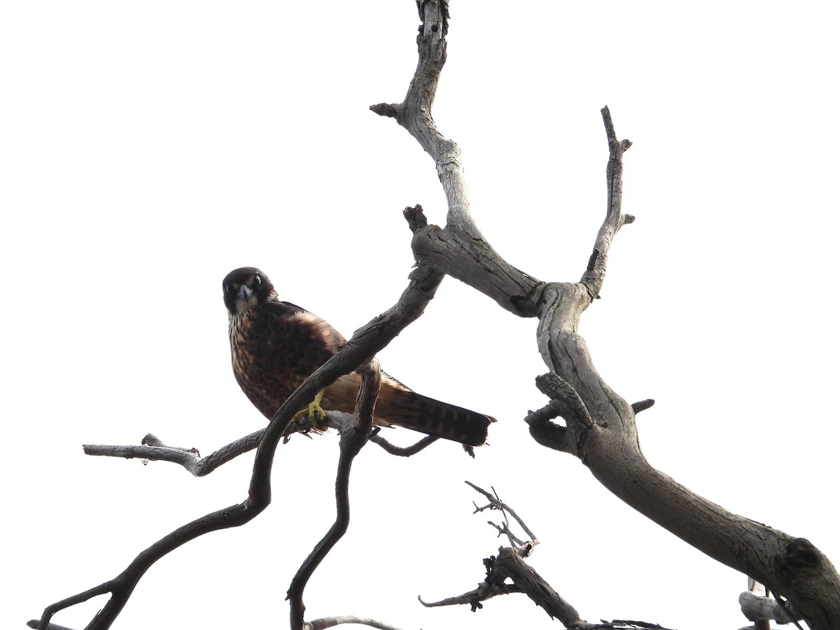 オーストラリアチゴハヤブサ - ML646827198