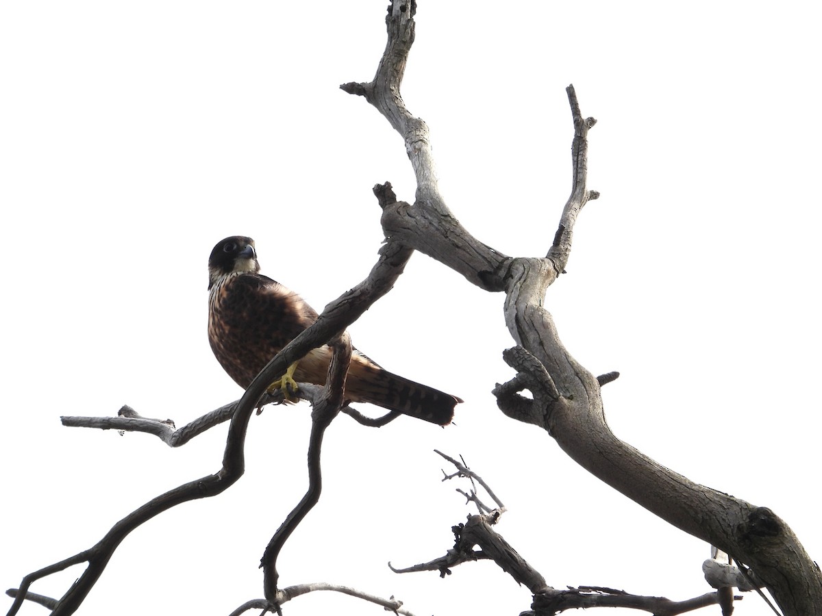 オーストラリアチゴハヤブサ - ML646827199