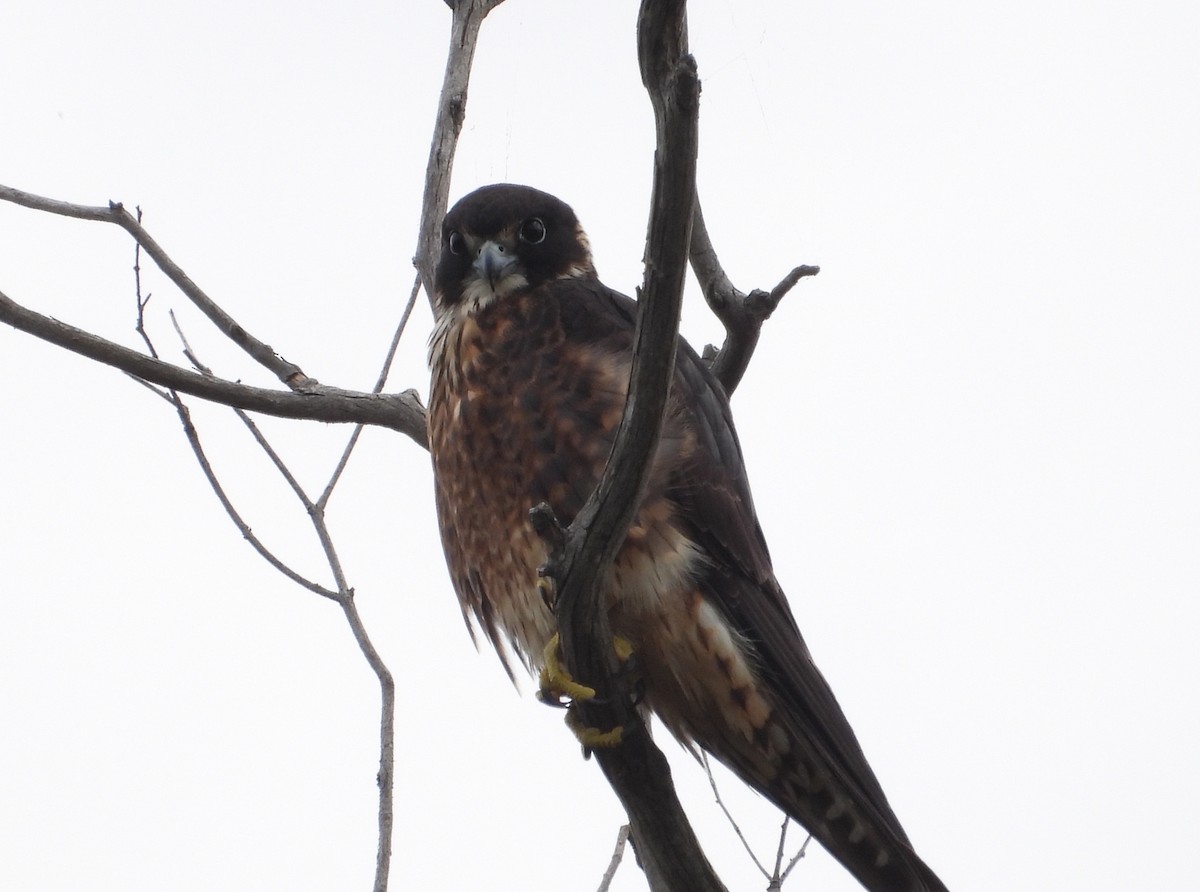 オーストラリアチゴハヤブサ - ML646827200