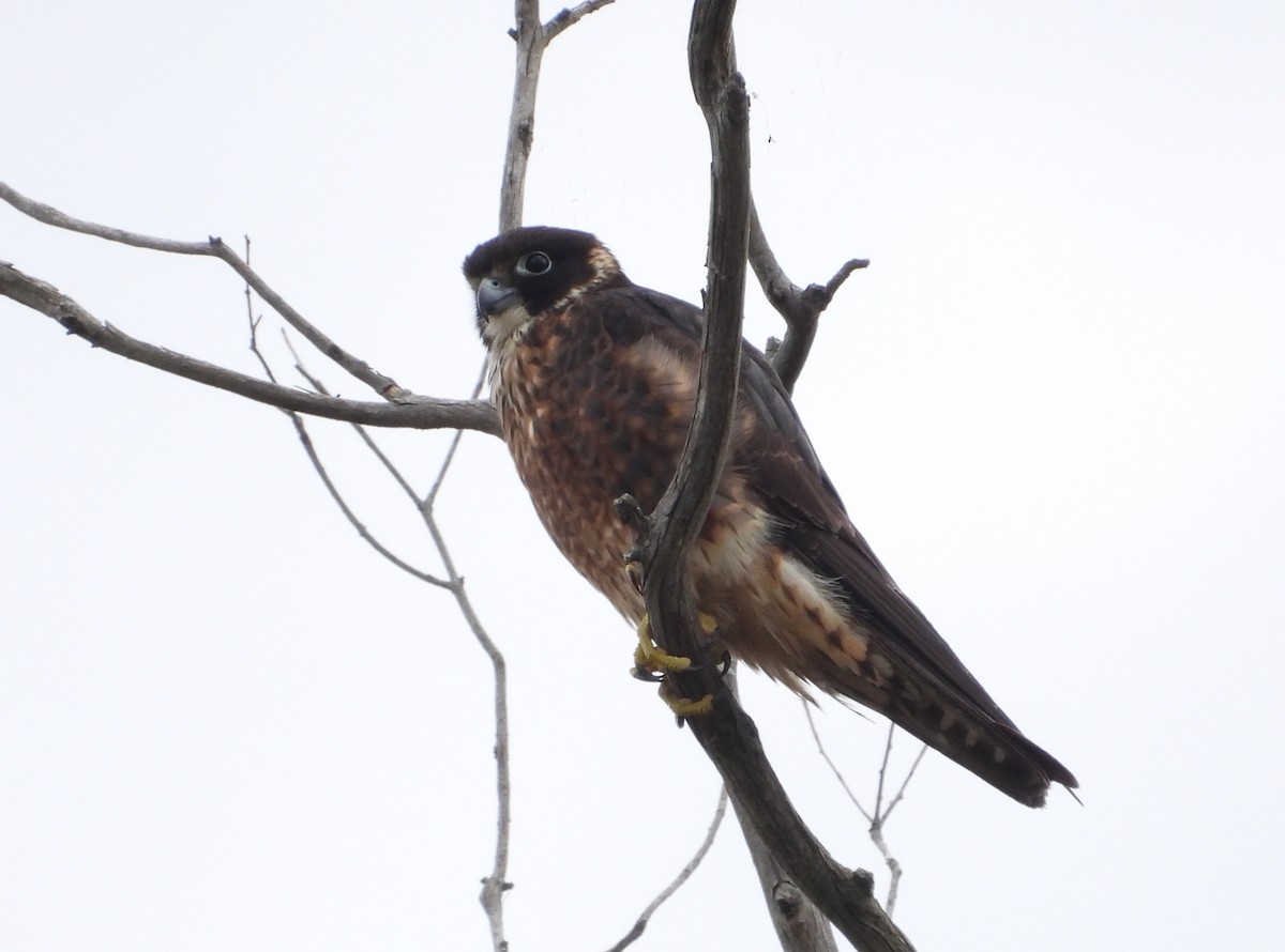 オーストラリアチゴハヤブサ - ML646827201