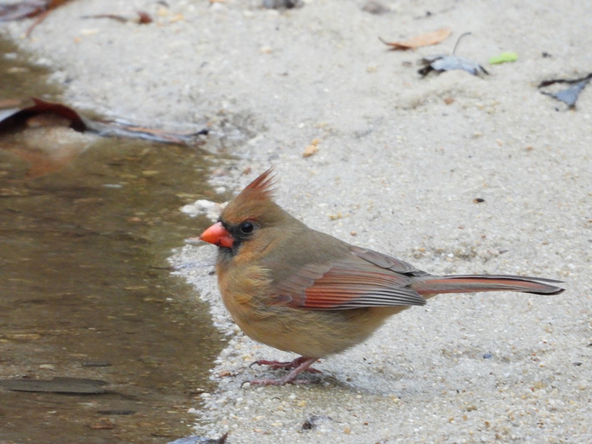 Kırmızı Kardinal - ML646827202