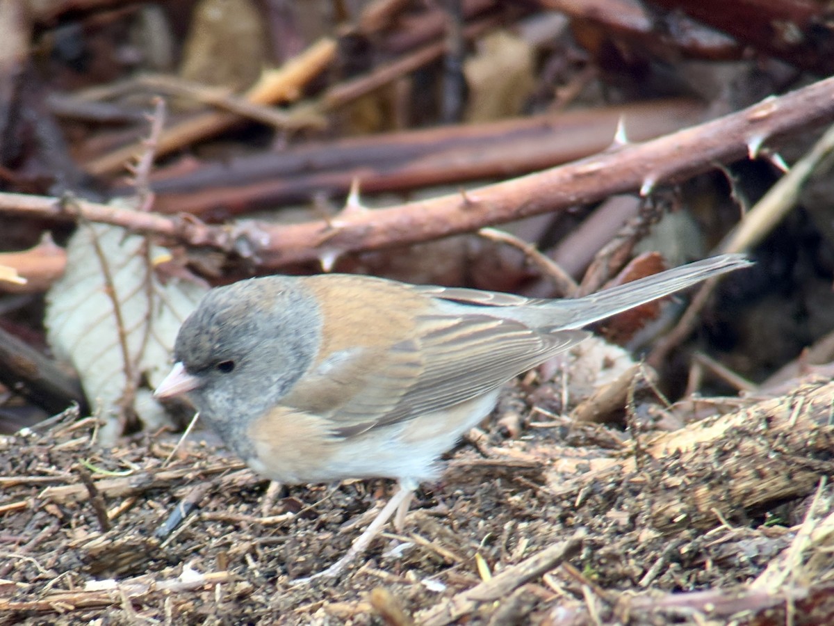 ユキヒメドリ - ML646827204