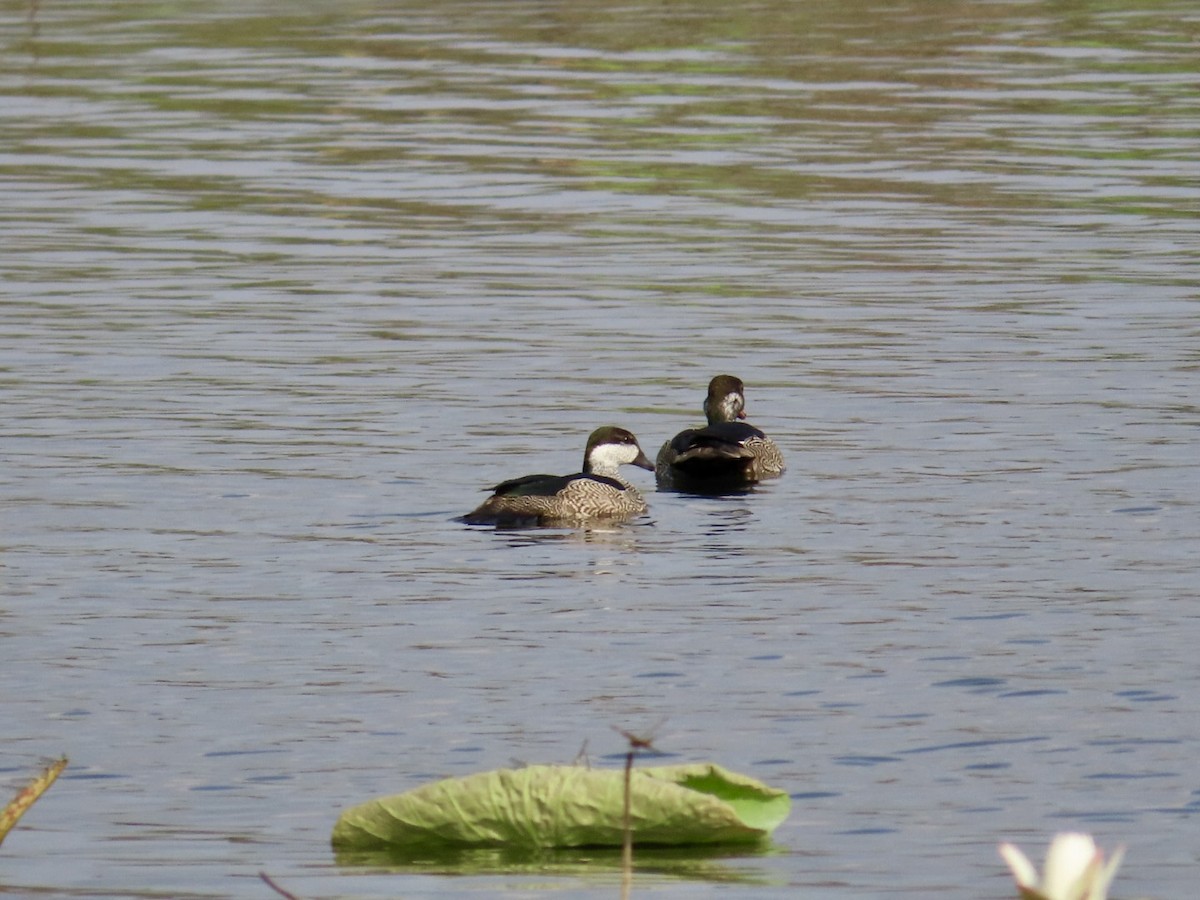 Green Pygmy-Goose - ML646827205