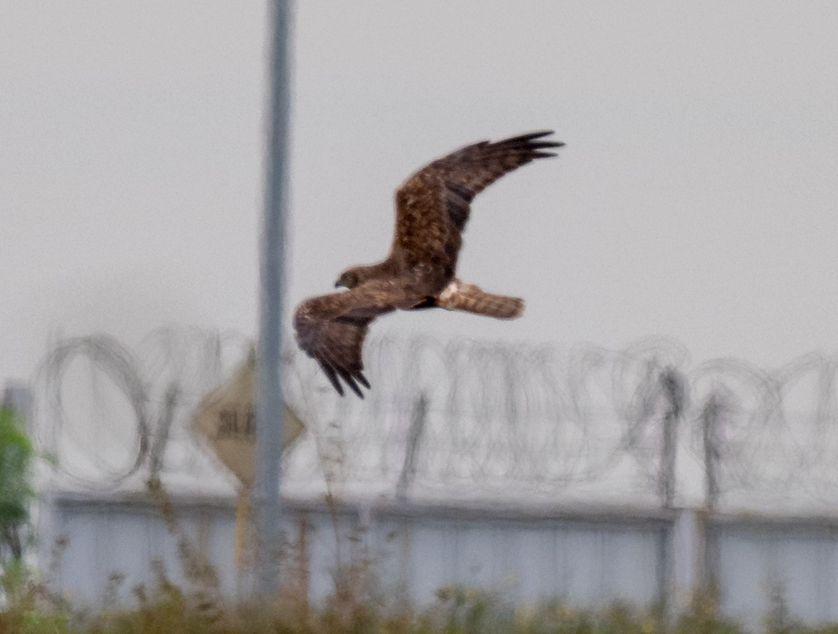 Eastern Marsh Harrier - ML646827206