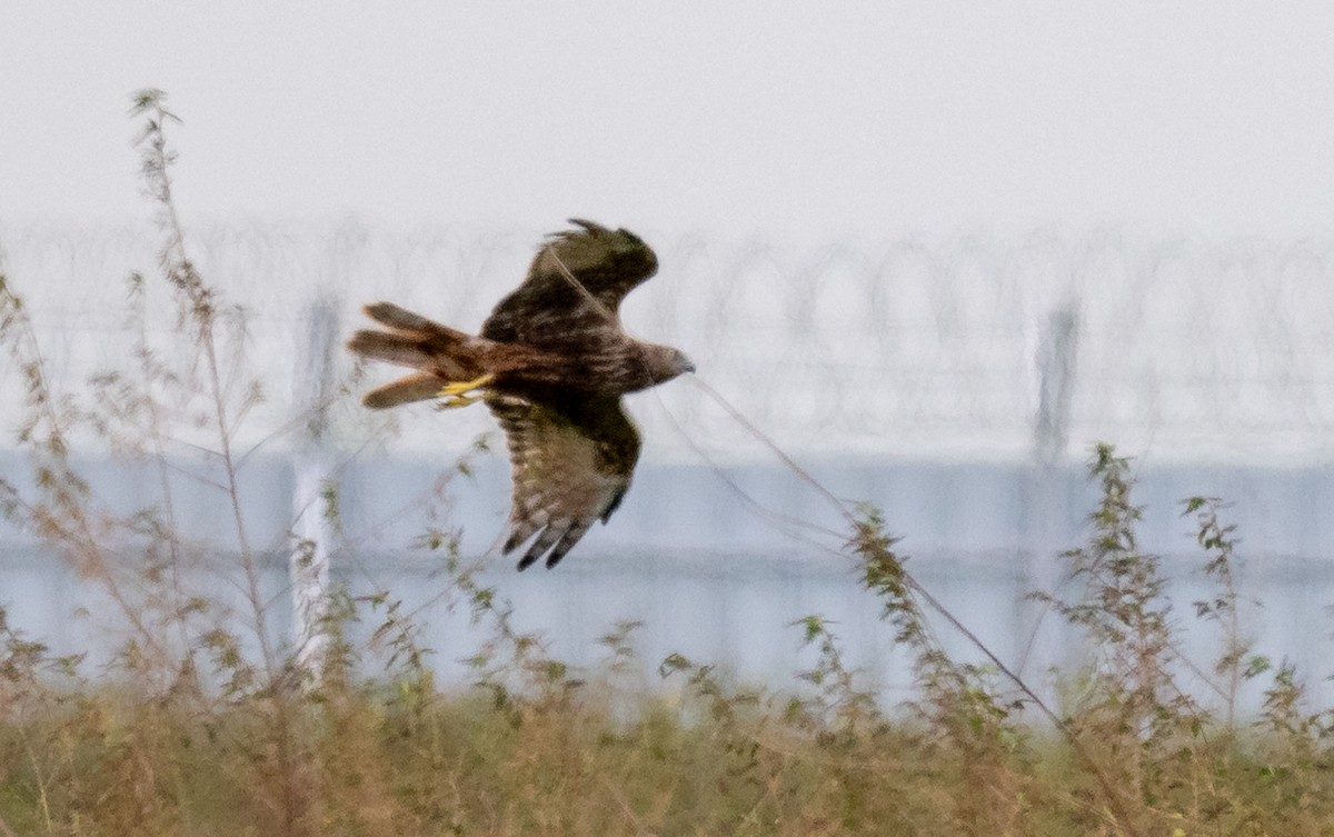 Eastern Marsh Harrier - ML646827207