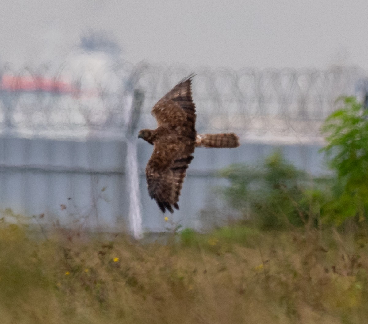 Eastern Marsh Harrier - ML646827208