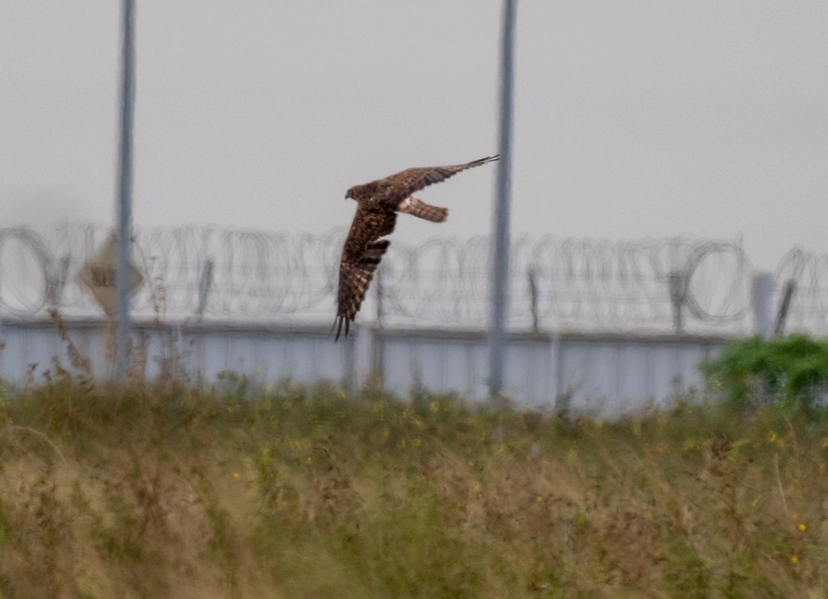 Eastern Marsh Harrier - ML646827209