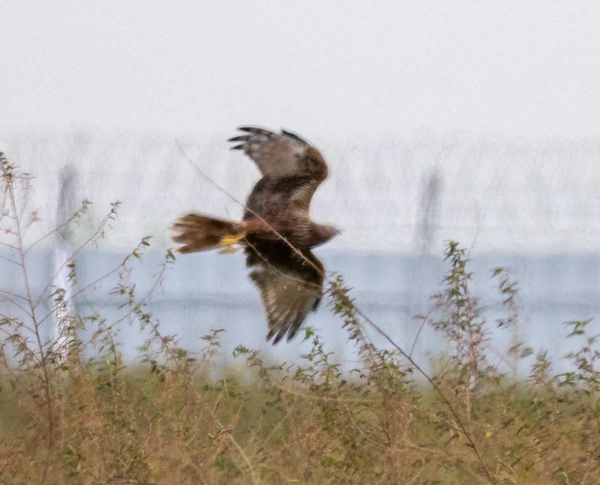 Eastern Marsh Harrier - ML646827210