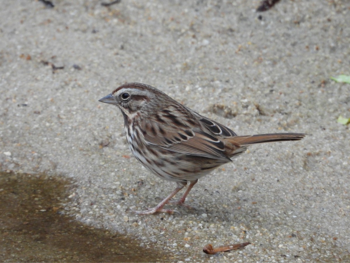 ウタスズメ - ML646827211