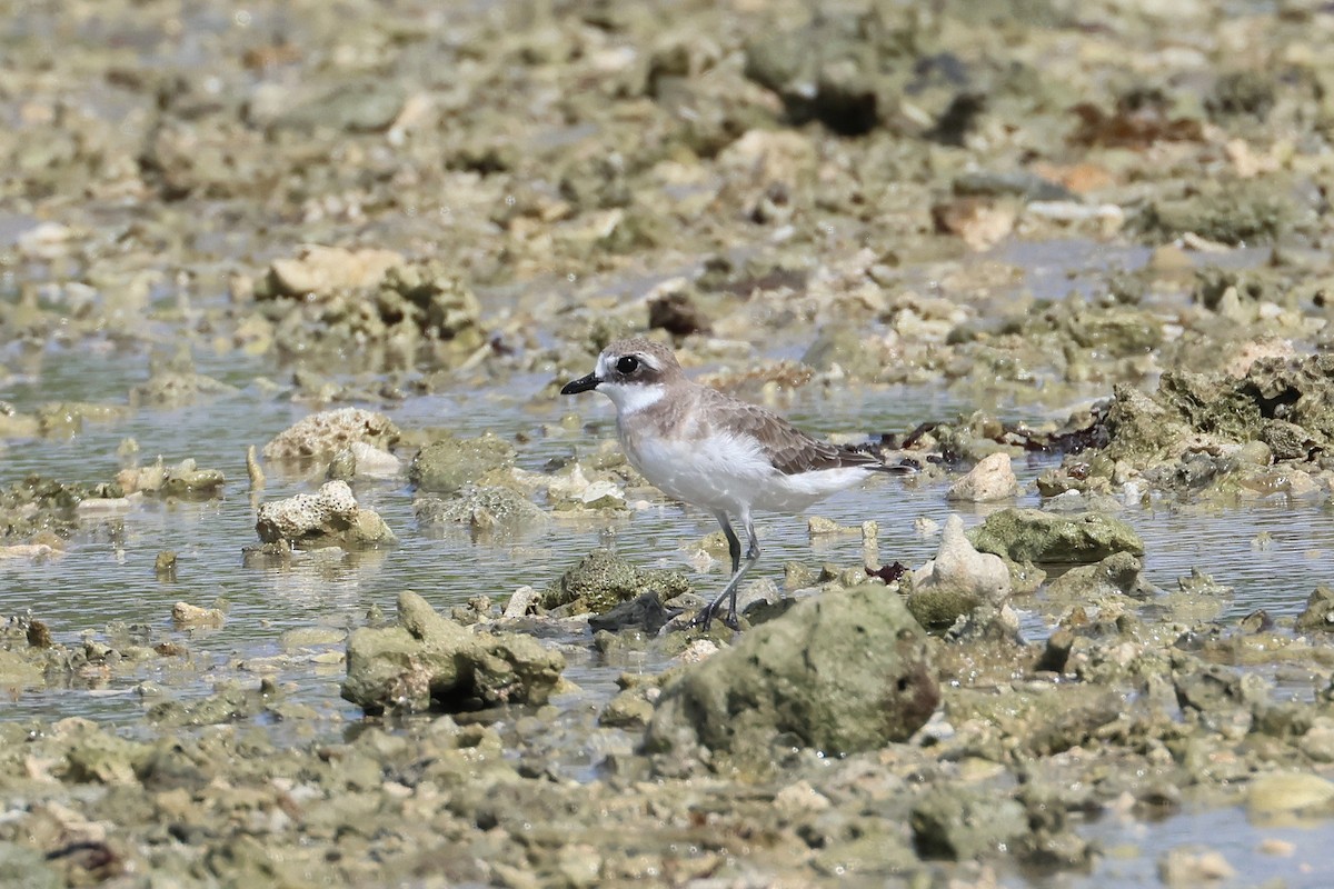 Txirritxo mongoliarra - ML646827213