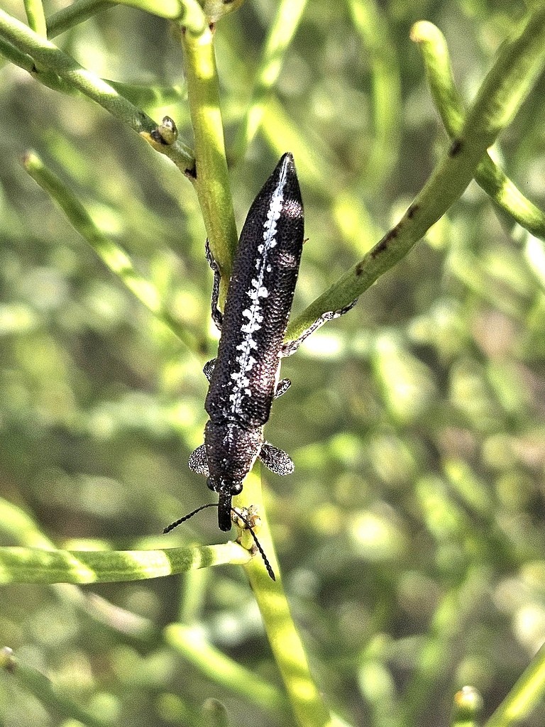 Primitive Weevils - ML646827217