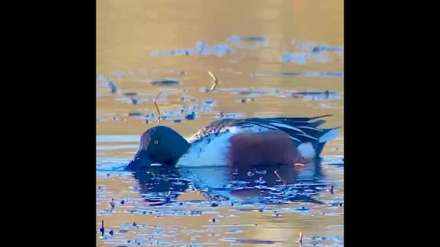 lžičák pestrý - ML646827218