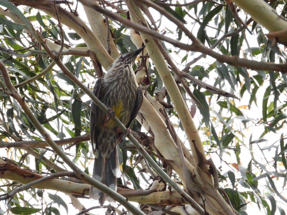 アカミミダレミツスイ - ML646827224