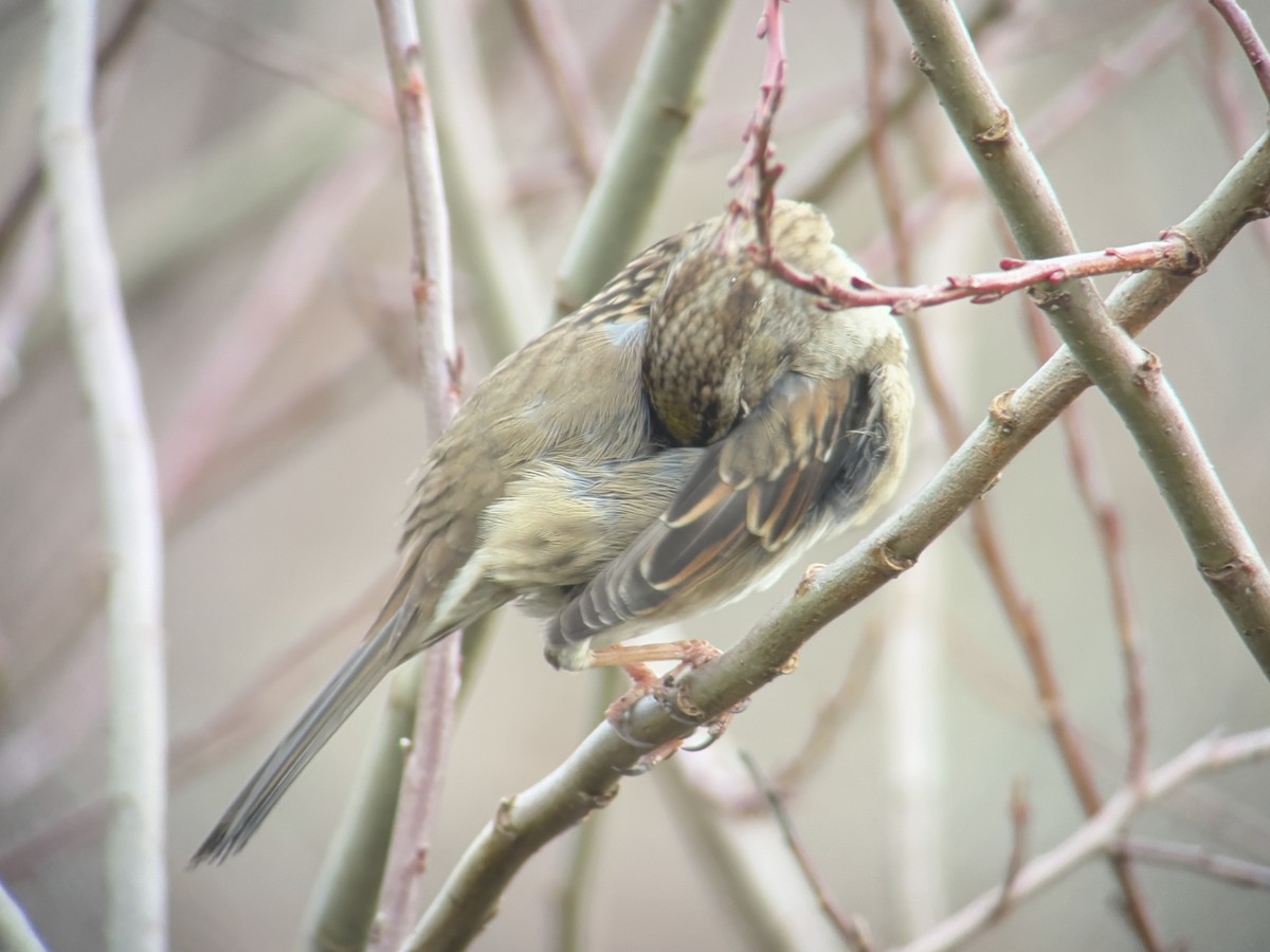 キガシラシトド - ML646827227