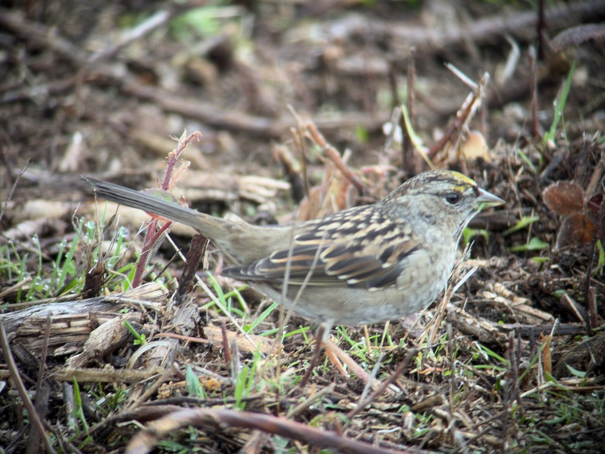 キガシラシトド - ML646827228