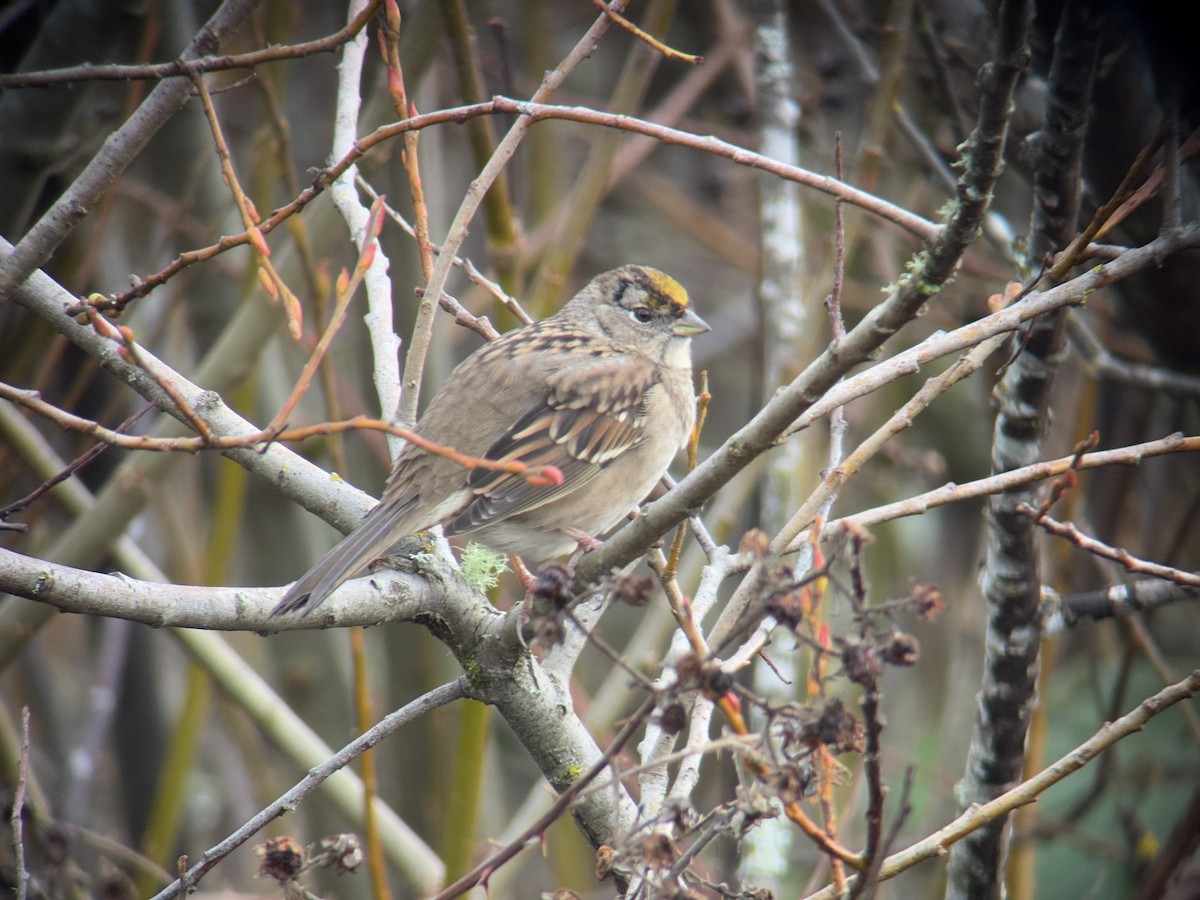 キガシラシトド - ML646827229