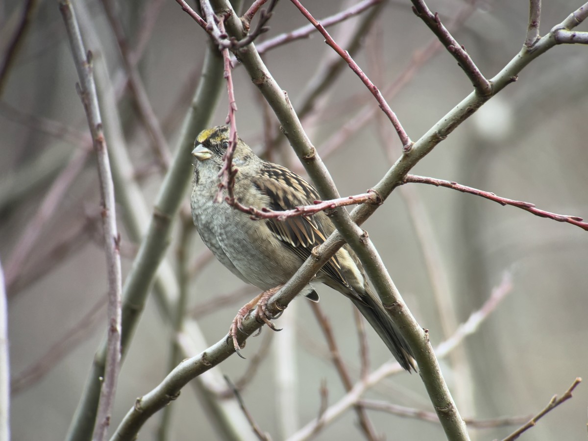 キガシラシトド - ML646827230