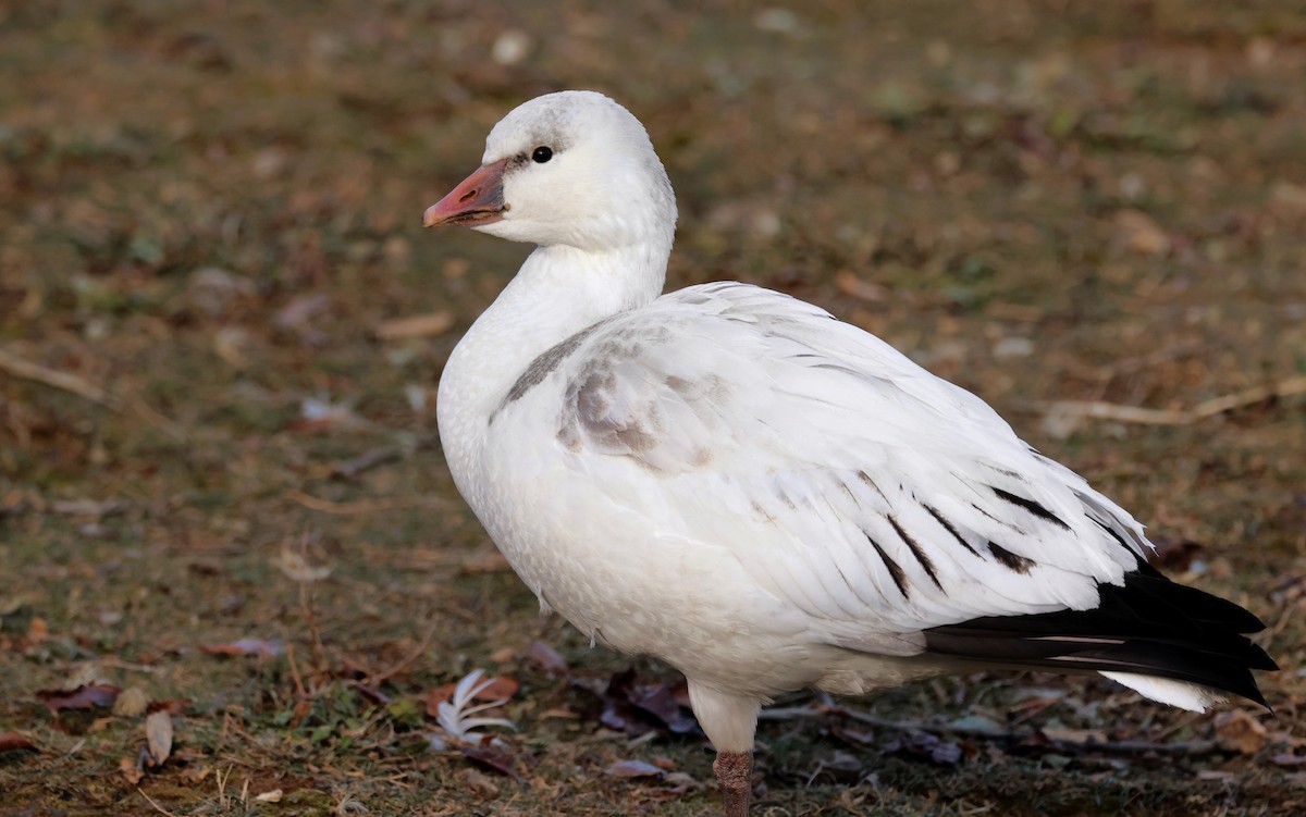 Ross's Goose - ML646827232