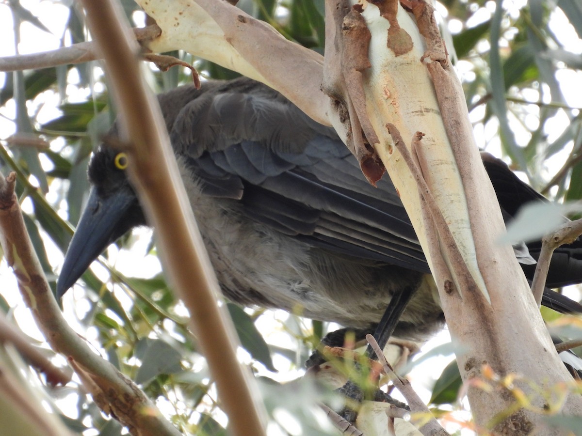 ハイイロフエガラス - ML646827235