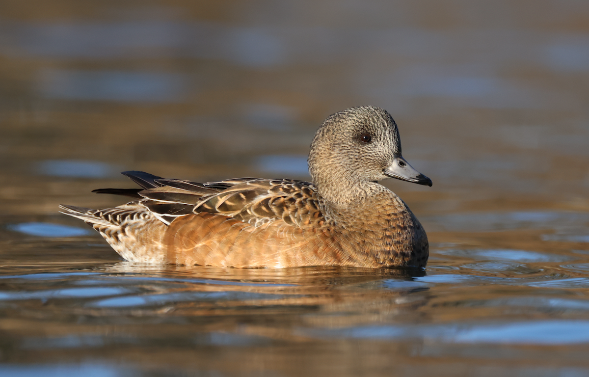 hvízdák americký - ML646827236