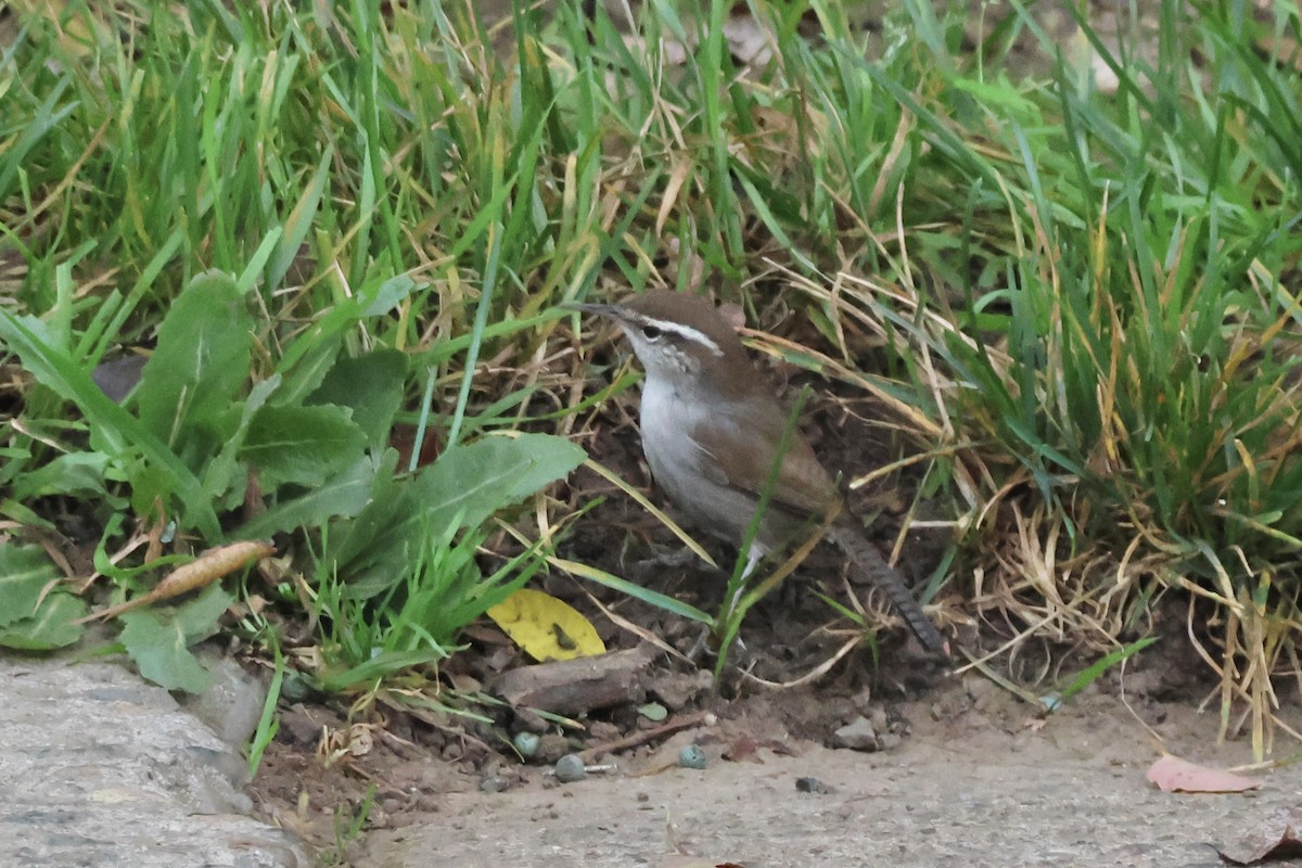 Bewick's Wren - ML646827237
