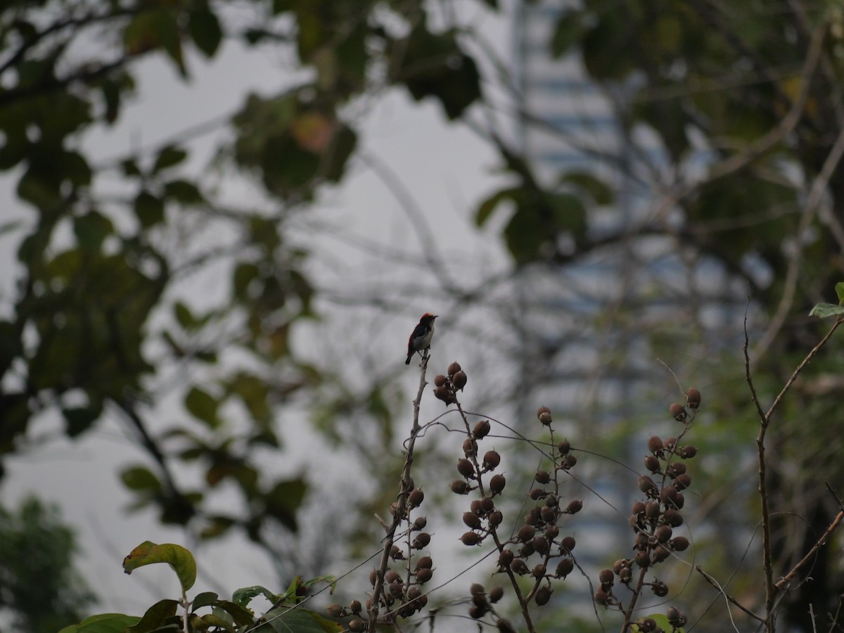 Scarlet-backed Flowerpecker - ML646827238
