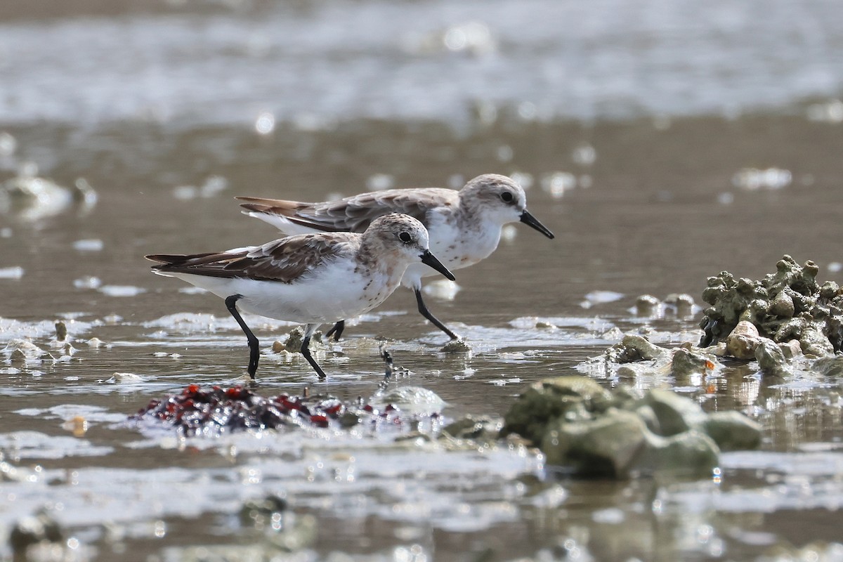 紅胸濱鷸 - ML646827240